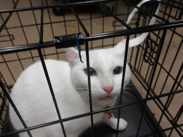 Snowball