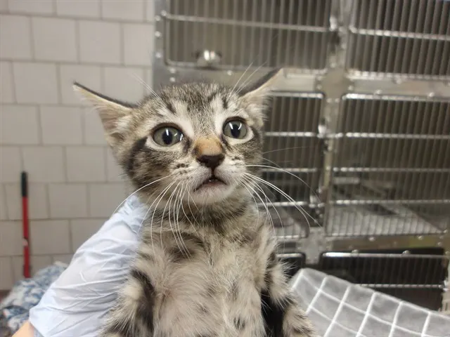 Adoptable Cat