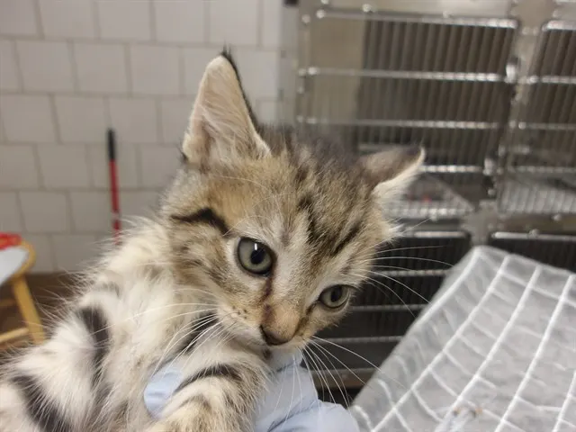 Adoptable Cat