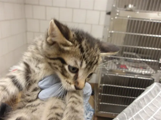 Adoptable Cat