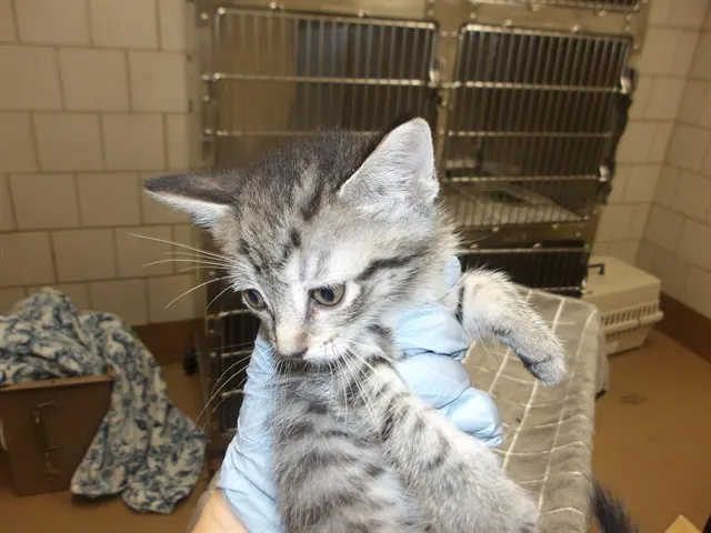 Adoptable Cat