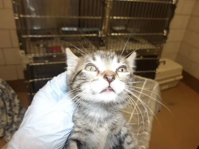 Adoptable Cat