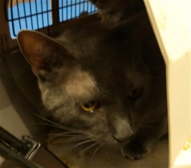 Adoptable Cat