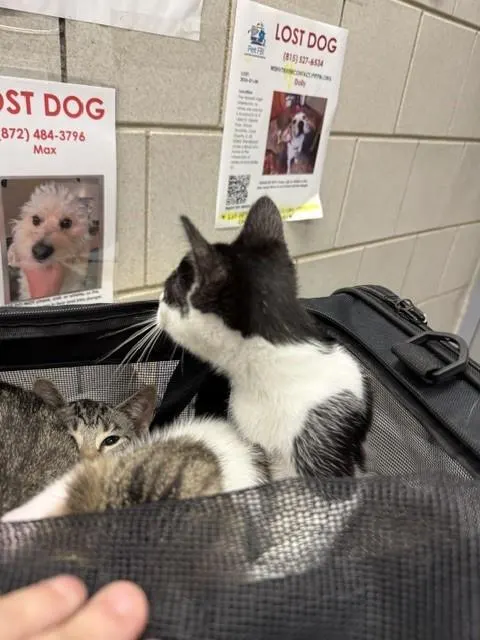 Adoptable Cat