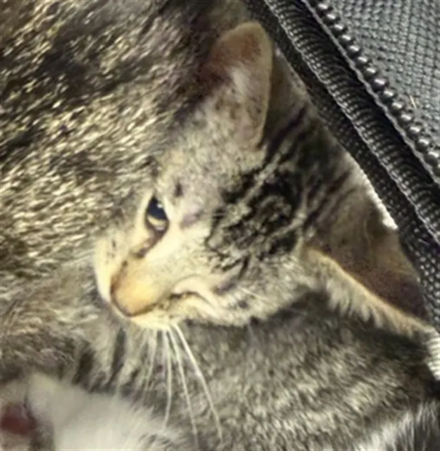 Adoptable Cat