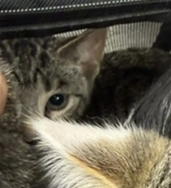 Adoptable Cat