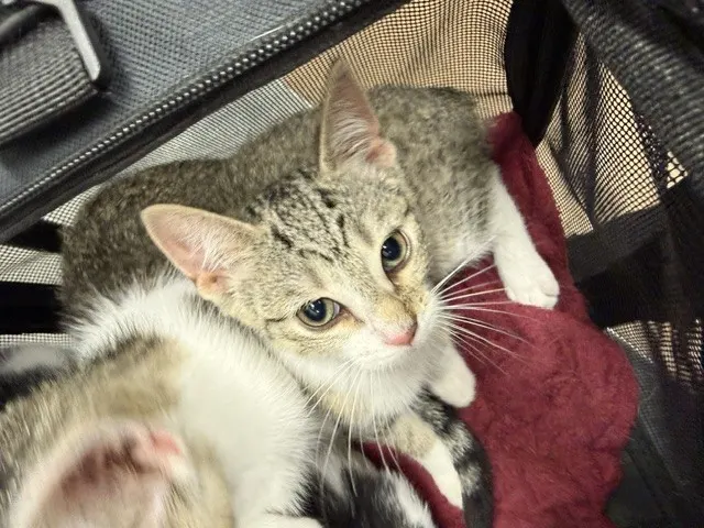 Adoptable Cat
