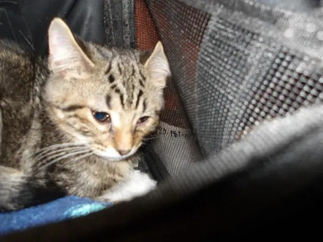 Adoptable Cat