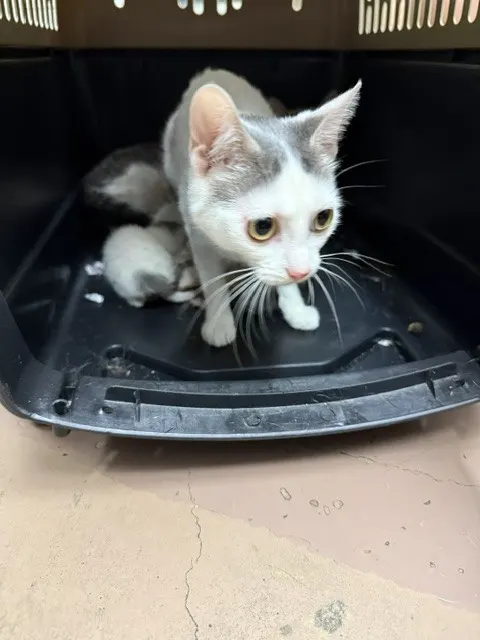 Adoptable Cat