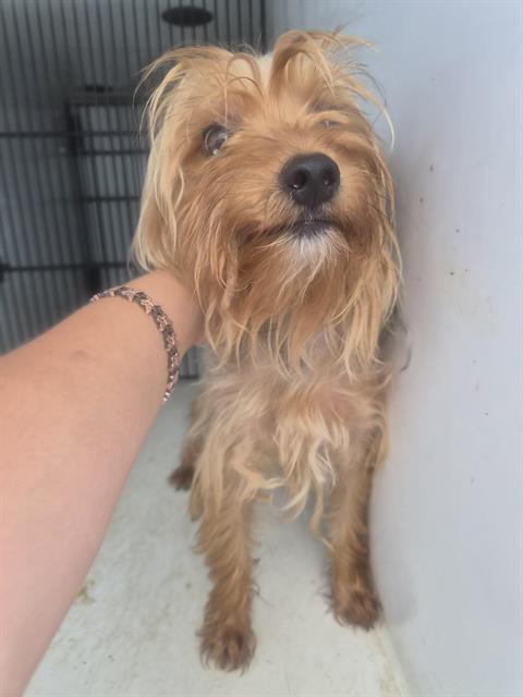 Adoptable Dog