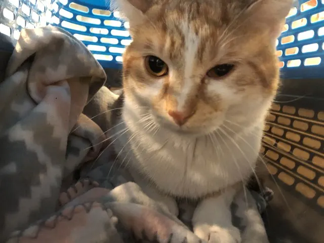 Ralphie
