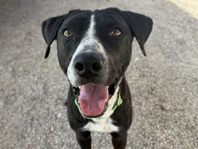 Jet*