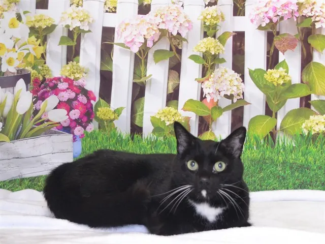 Tux