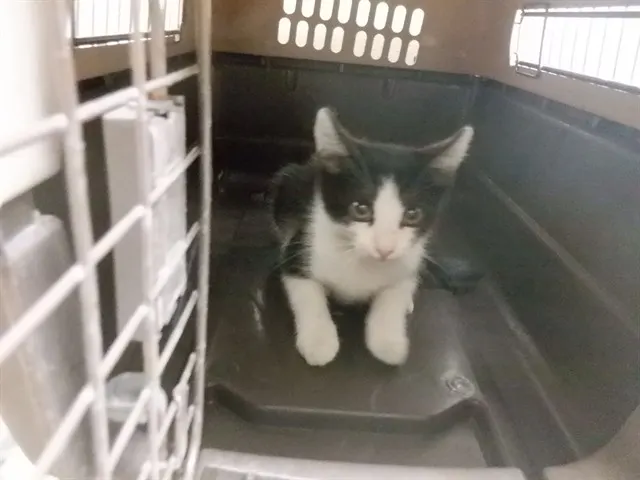 Adoptable Cat