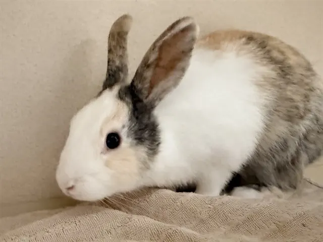Vera