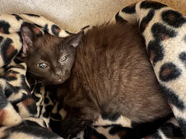 Adoptable Cat