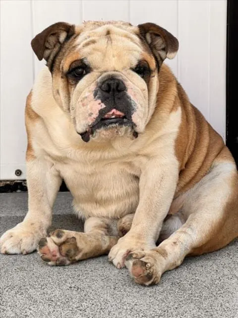 Adoptable Dog