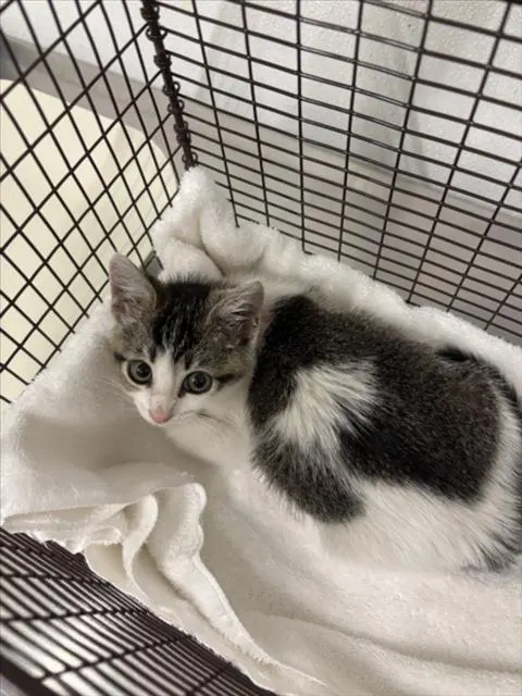 Adoptable Cat