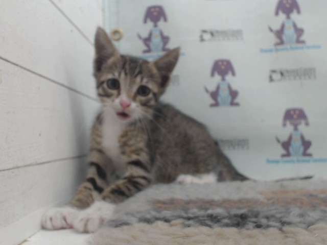 Adoptable Cat