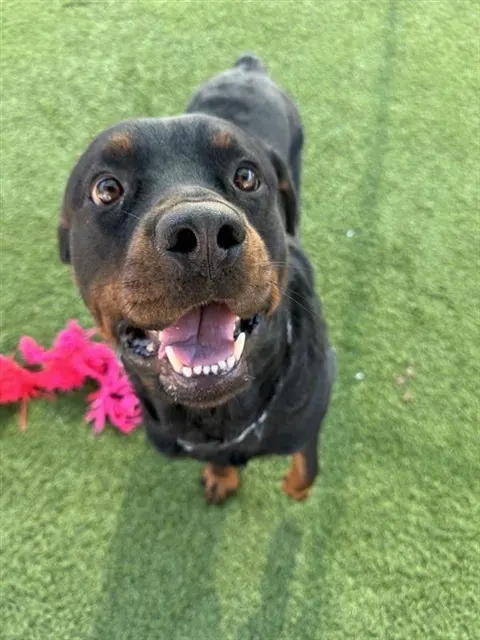 Bo