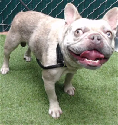 Adoptable Dog