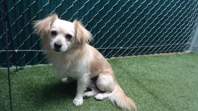Adoptable Dog