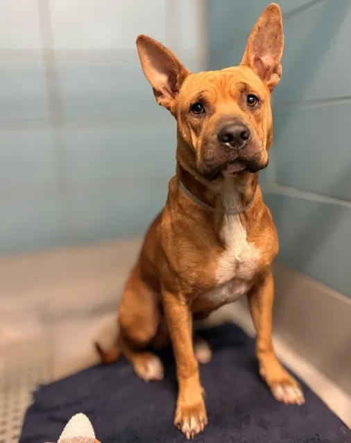 Adoptable Dog