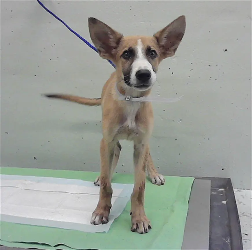 Adoptable Dog