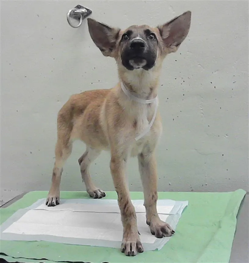 Adoptable Dog