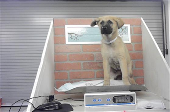 Adoptable Dog