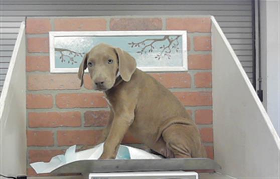 Adoptable Dog