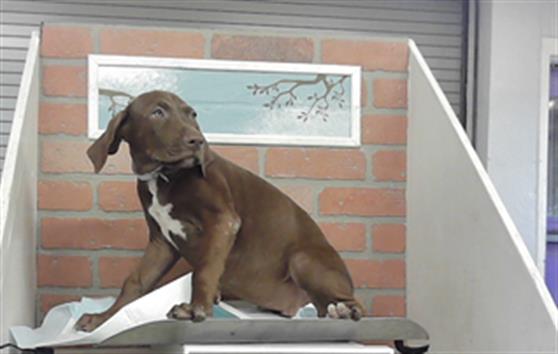 Adoptable Dog