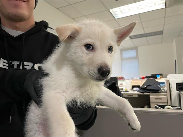 Mochi