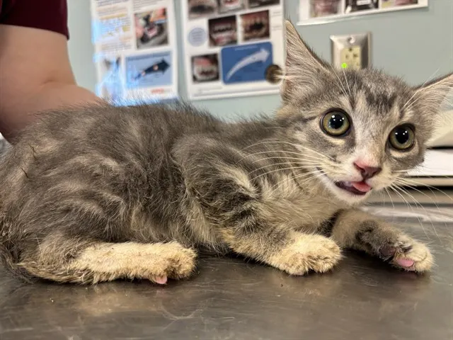 Adoptable Cat