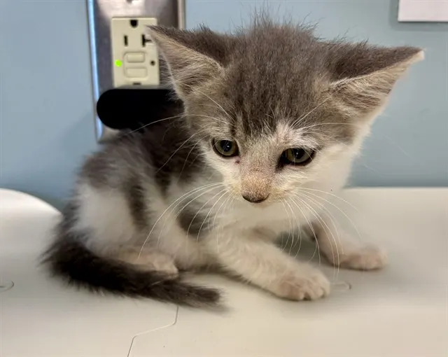 Adoptable Cat