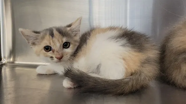 Adoptable Cat
