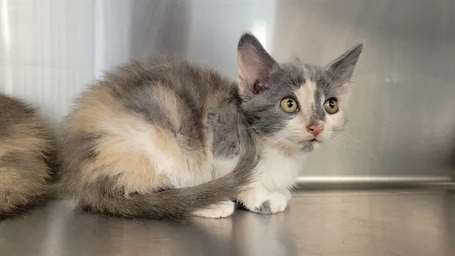 Adoptable Cat