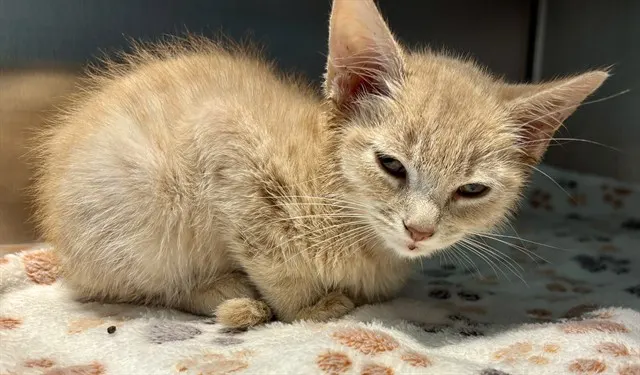 Adoptable Cat