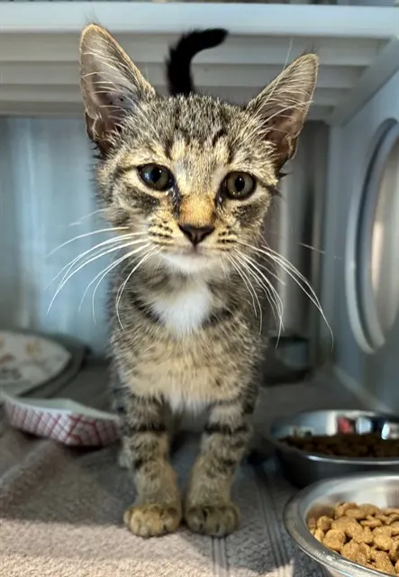 Adoptable Cat