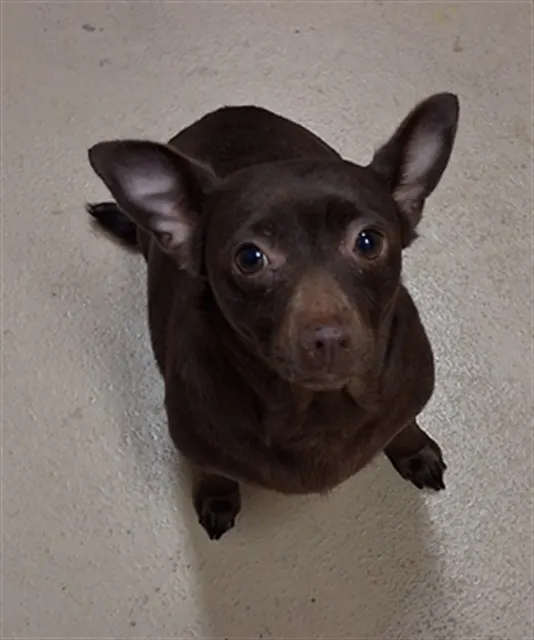 Brownie