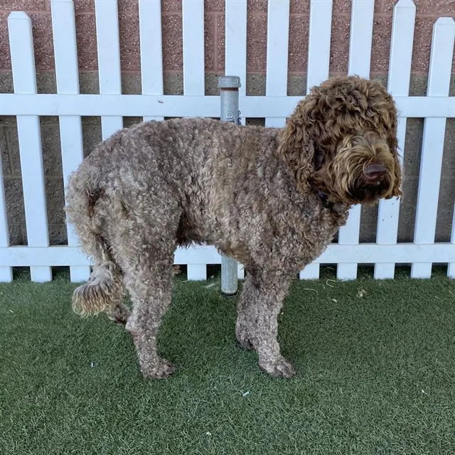 Adoptable Dog
