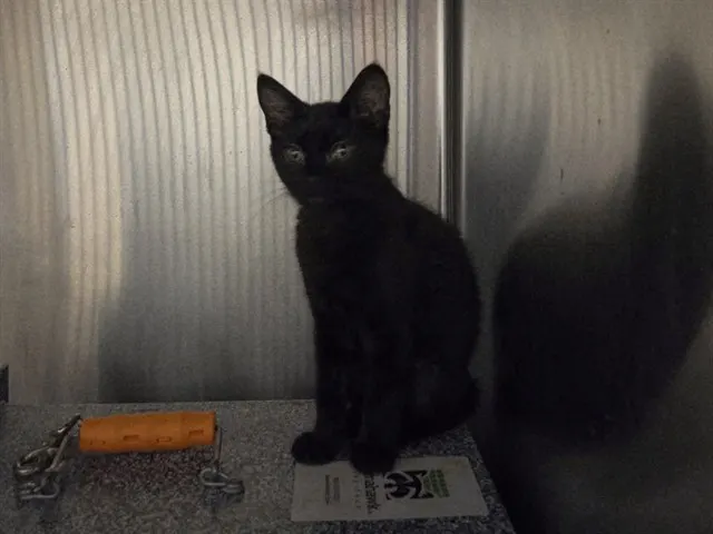 Adoptable Cat