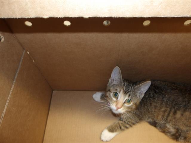 Adoptable Cat