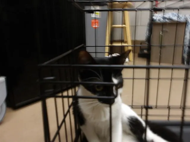 Adoptable Cat