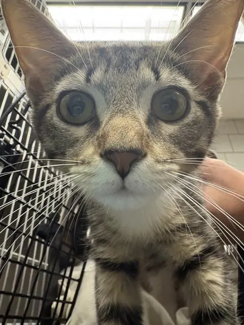 Adoptable Cat