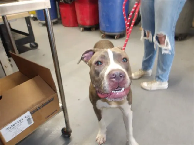 Adoptable Dog