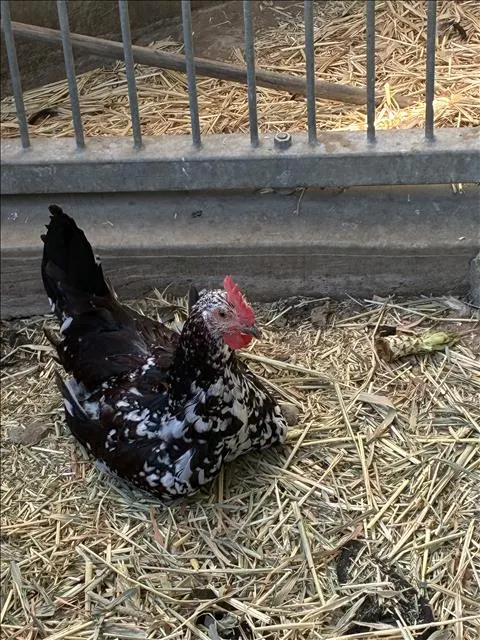 Adoptable Bird