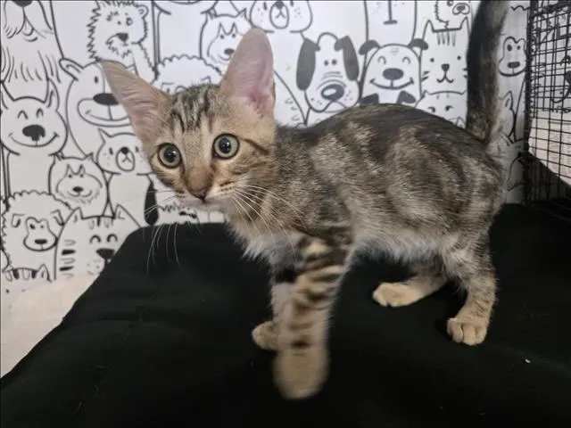 Mocha