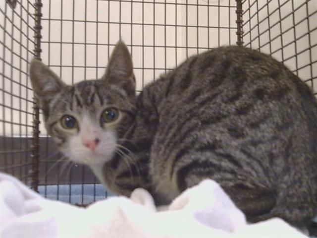 Adoptable Cat