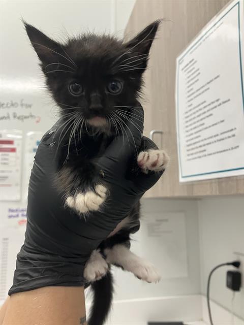 Adoptable Cat